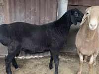Widder, Hissar sheep — Foto 1