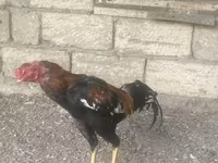 Chickens — الصورة 3