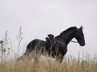 Madyan, Orlov Trotter — foto 2