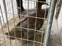 Ducks — Foto 5