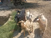 बकरियाँ (लॉट, लिंग निर्दिष्ट नहीं), बकरियाँ — फ़ोटो 1