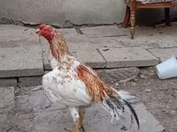Chickens — Foto 2