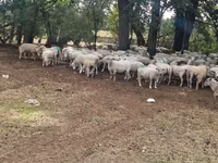 Qoyun, Baerchuke sheep — foto 4