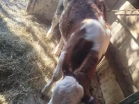 Bovinos (lote, sexo no especificado), Simmental cattle — foto 4