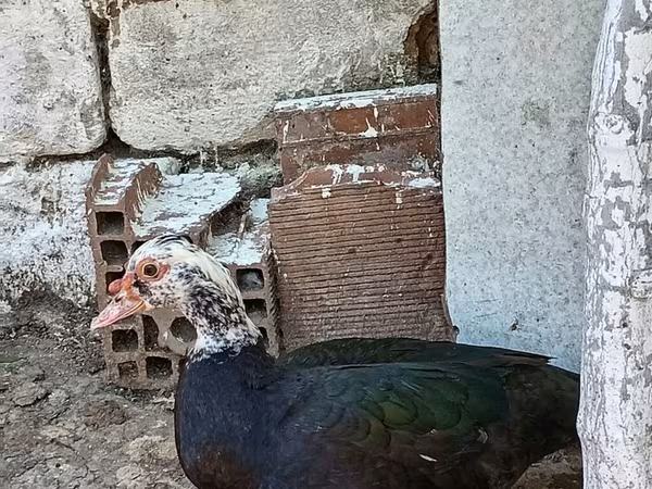 مسكوفي منزلي