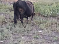Vaca, Ganado vacuno — foto 1