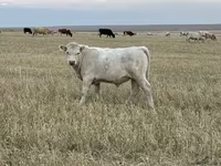 Bulle, Swiss cattle — Foto 1