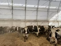 गाय, गोलस्टीन नस्ल — फ़ोटो 3