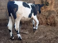Bulle, Russian Black pied cattle — Foto 7