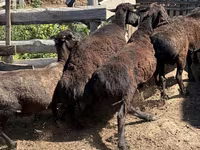 Qoç, Hissar sheep — foto 4