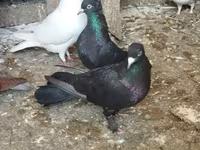 Chickens — Foto 6