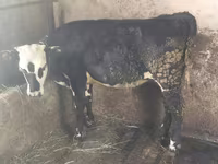Kuh, Swiss cattle — Foto 2