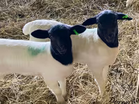 Schaf, Dorper sheep — Foto 1