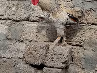 براهما — الصورة 3