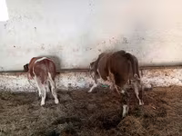 Бұқа, Simmental cattle — 1-сурет