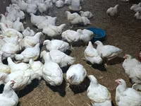 Chickens — फ़ोटो 1