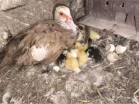 Ducks — 5-сурет