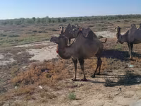 Camel Female, Kazakh Bactrian camel — photo 1