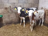 Бұқа, Simmental cattle — 1-сурет