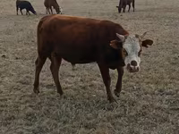 Toro, Vaca kazaja de cabeza blanca — foto 8