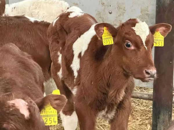 Бұқа, Simmental cattle