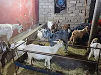 山羊（批次，未指定性别）, Goats — 照片 8