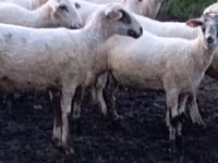 Qoʻy, Tsigai sheep — 1-rasm