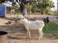 Ziegenbock, Saanen goat — Foto 2