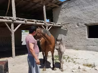 Caballos (lote, sexo no especificado), Caballos — foto 1