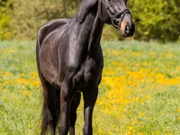 公马, Horses — 照片 1