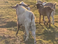 Billy Goat, Goats — photo 4