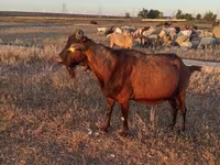 公山羊, Italian Alpine goat — 照片 3