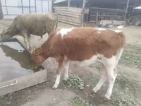 Kuh, Simmental cattle — Foto 1