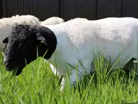 Qoç, Baerchuke sheep — foto 6