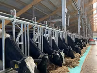 Cow, Holstein breed — photo 4