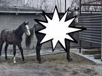 Yegua, Orlov Trotter — foto 4