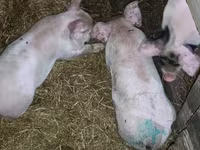 Schweine (Partie, Geschlecht nicht angegeben), Schweine — Foto 5