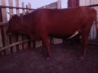 Сиыр, Latvian Blue cattle — 2-сурет