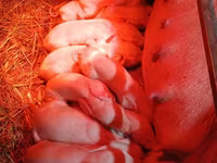 Schweine (Partie, Geschlecht nicht angegeben), Ландрас — Foto 7