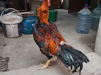 Chickens — Foto 5