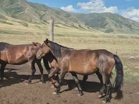 Yegua, Caballos — foto 6