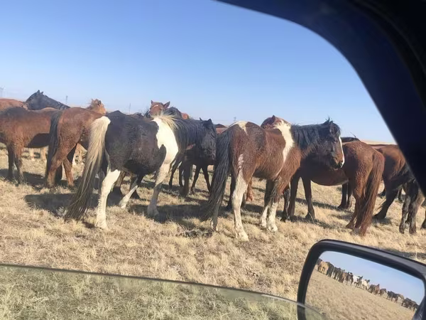 Бие, Horse breed