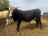 Toro, Simmental cattle — foto 5