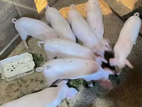 خنازير (دفعة، الجنس غير محدد), Крупная белая — الصورة 5