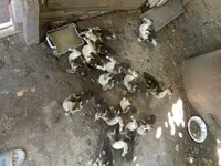 डोमेस्टिक मस्कोवी — फ़ोटो 2
