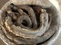 أغنام (دفعة، الجنس غير محدد), الأغنام — الصورة 4