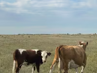 母牛, Kazakh White-headed cow — 照片 8