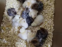 Chickens — photo 2