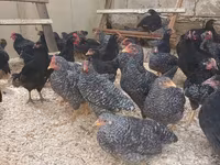 Australorp — foto 1