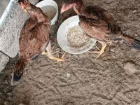 Chickens — الصورة 2
